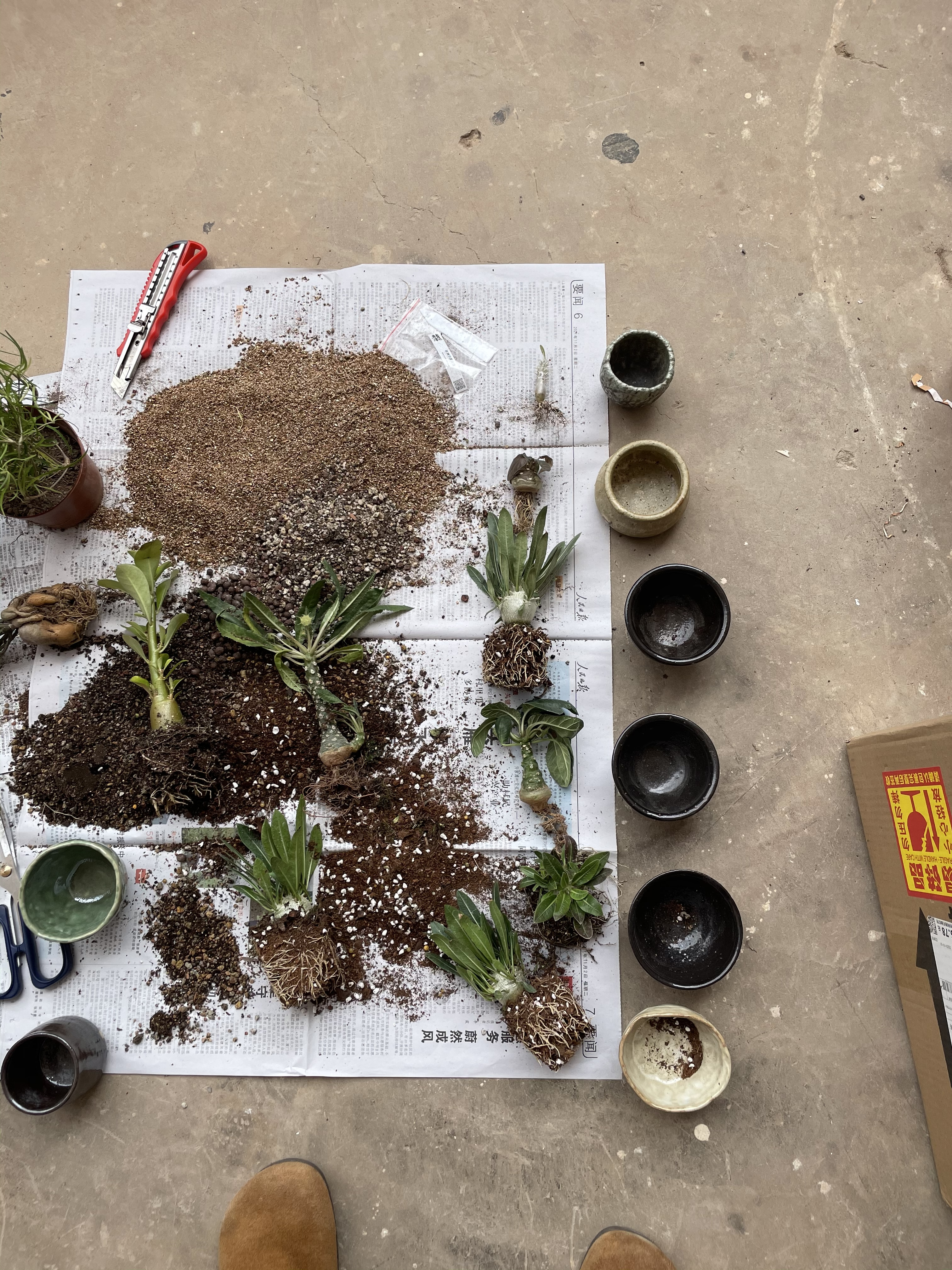 An overhead studio table with small vessels, plants, and earth