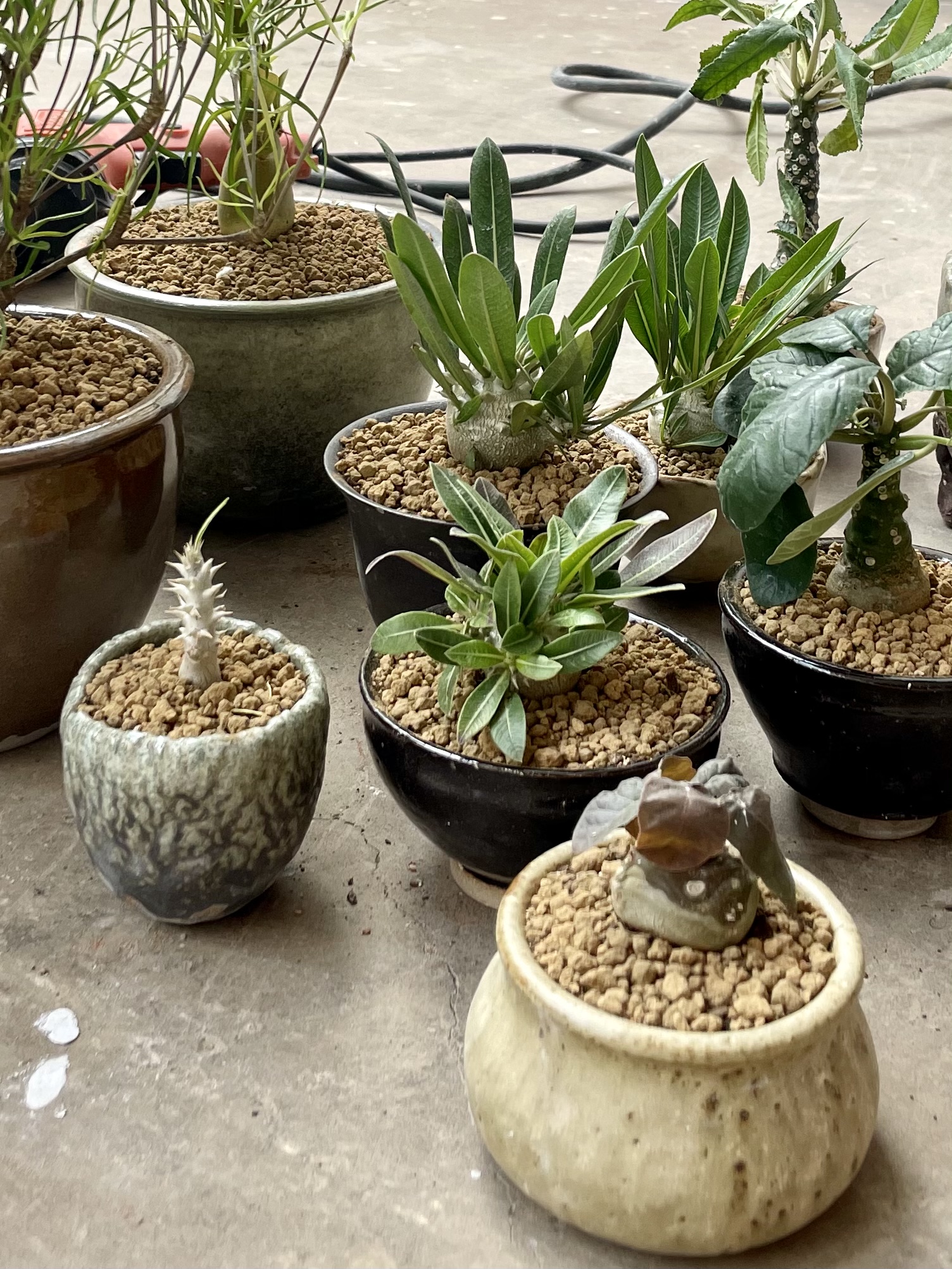 Ceramic vessels among a collection of potted plants