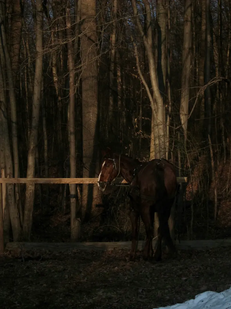 Horse standing beside a wooden fence at the edge of a dark winter woodland