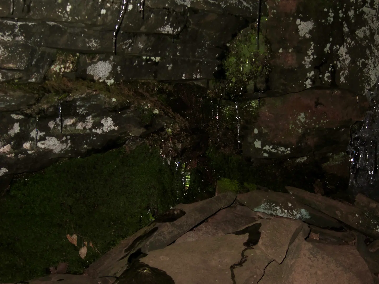 Water running over moss-covered rock in a dark forest hollow