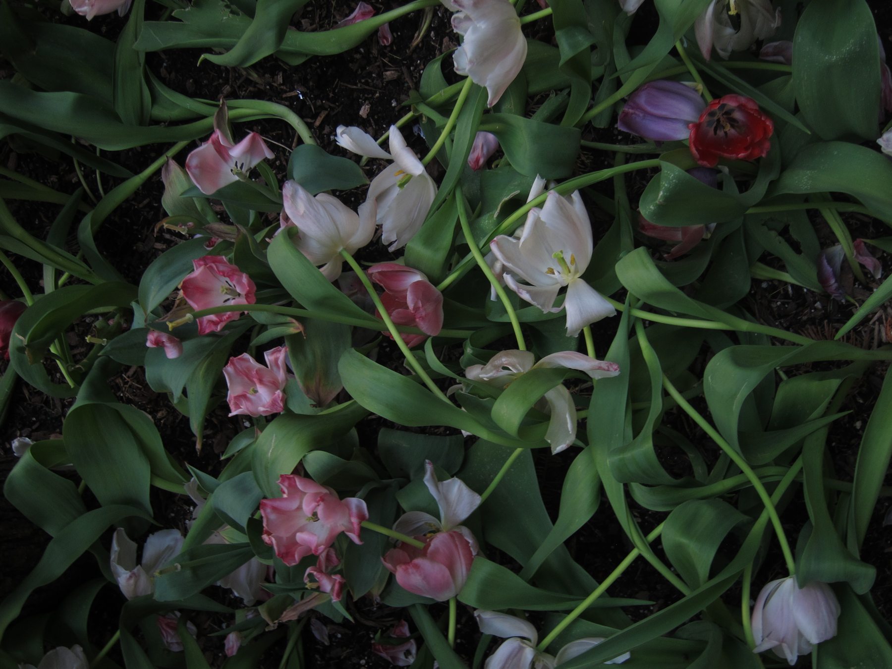 Fallen tulip petals and leaves scattered on dark ground