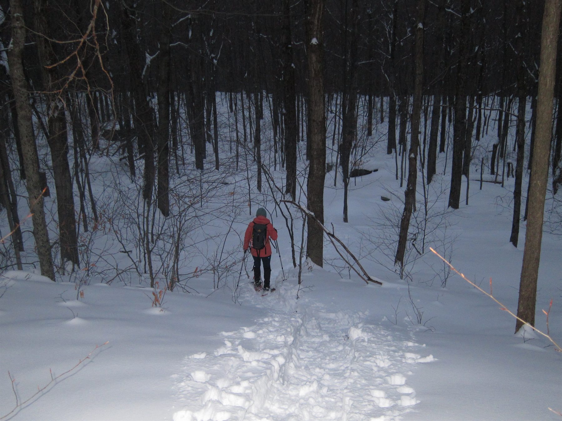 Climber in winter landscape disappearing into snowy forest path