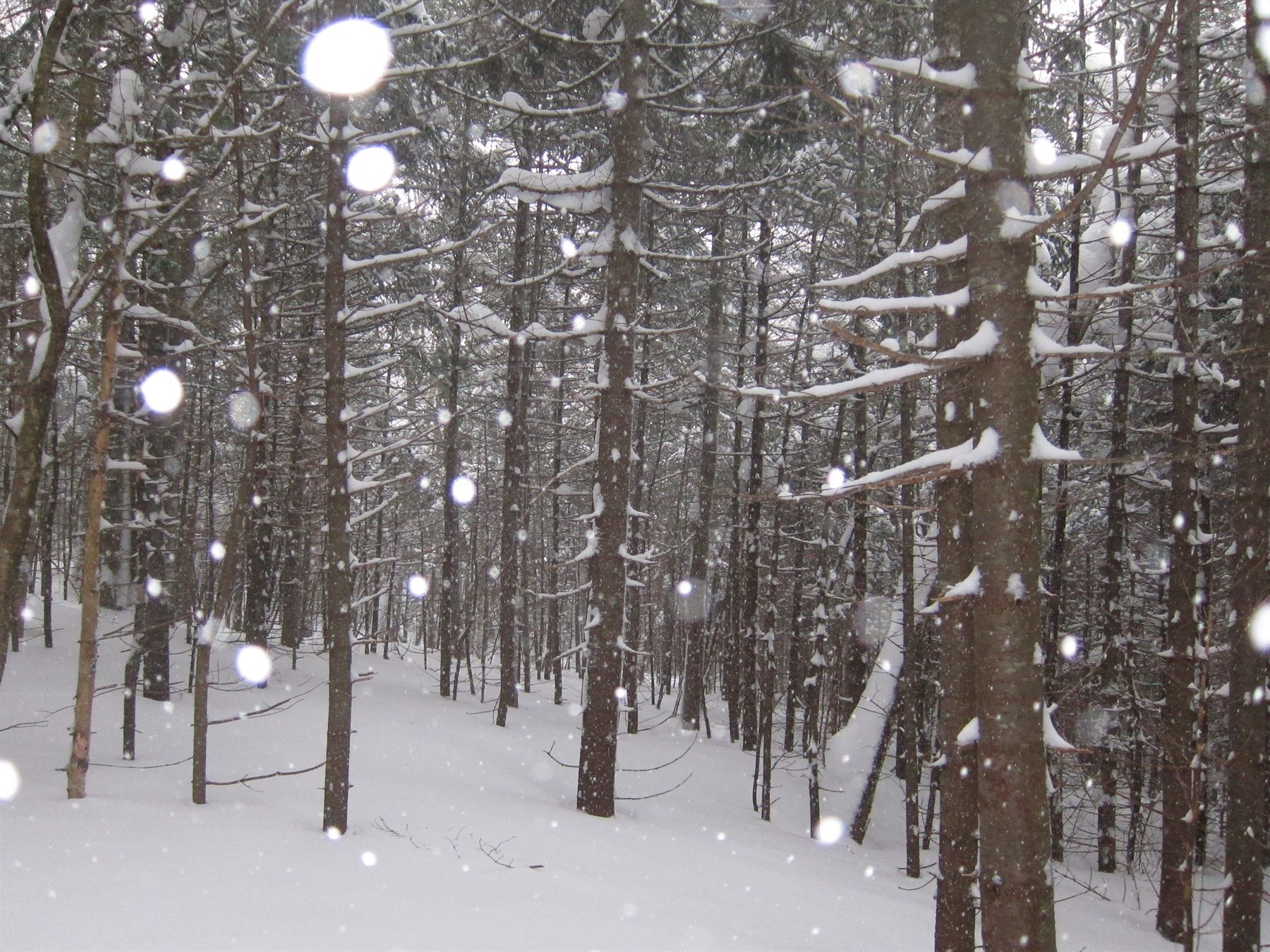 Snowfall through dense pine forest