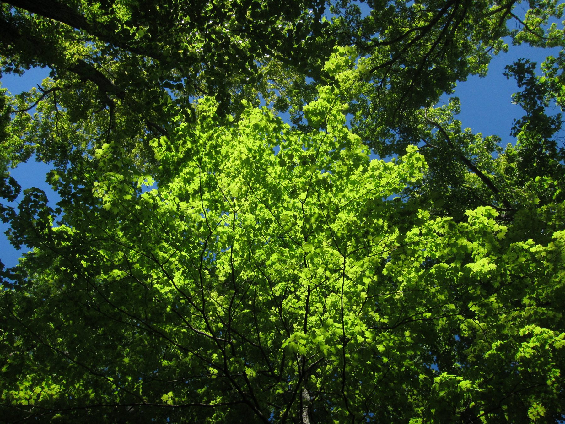 Direct sunlight filtering through green forest canopy