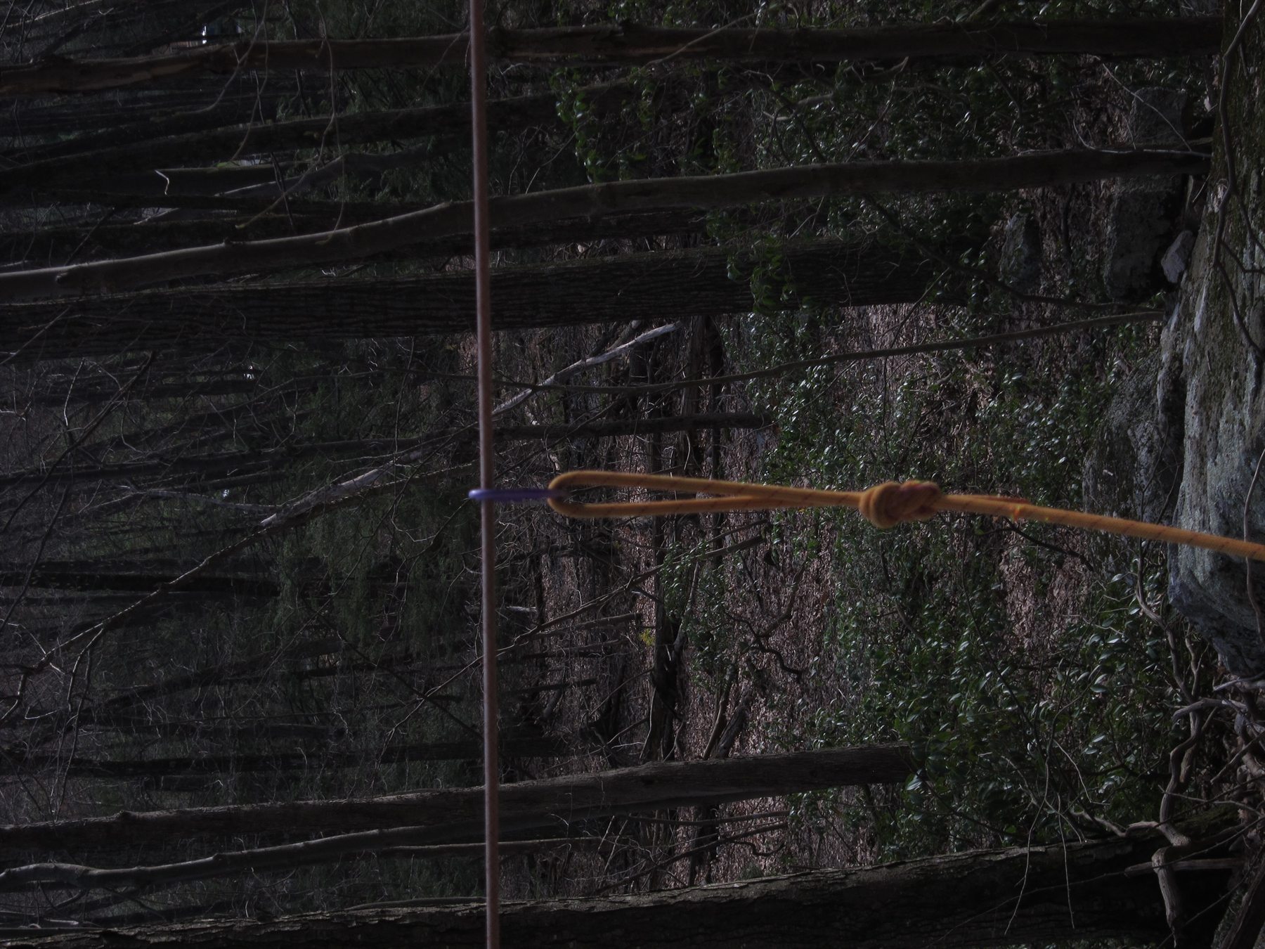Horizontal rope rigging cutting across dark woodland trunks