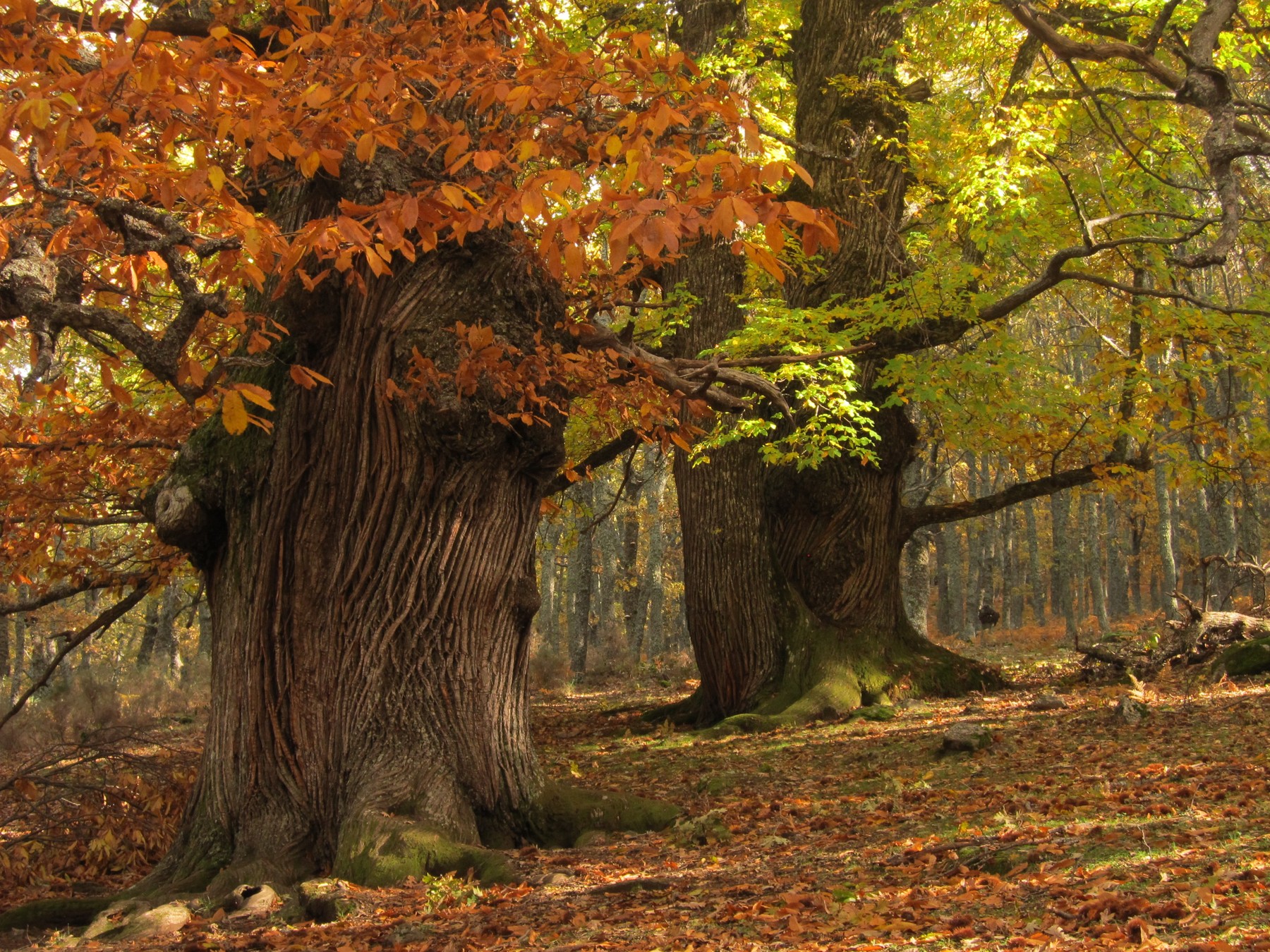 Ancient broad-trunked trees surrounded by orange and green autumn leaves